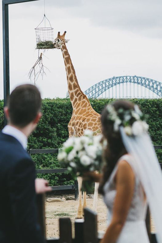 Epicure at Taronga Zoo
